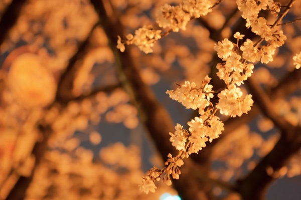 お花見デート 持ち物